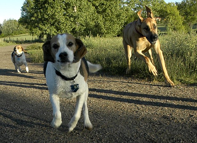 three dogs are running down a road with their heads facing the same direction