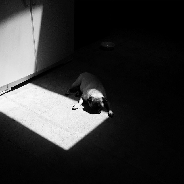 dog laying on floor in room on sunny day