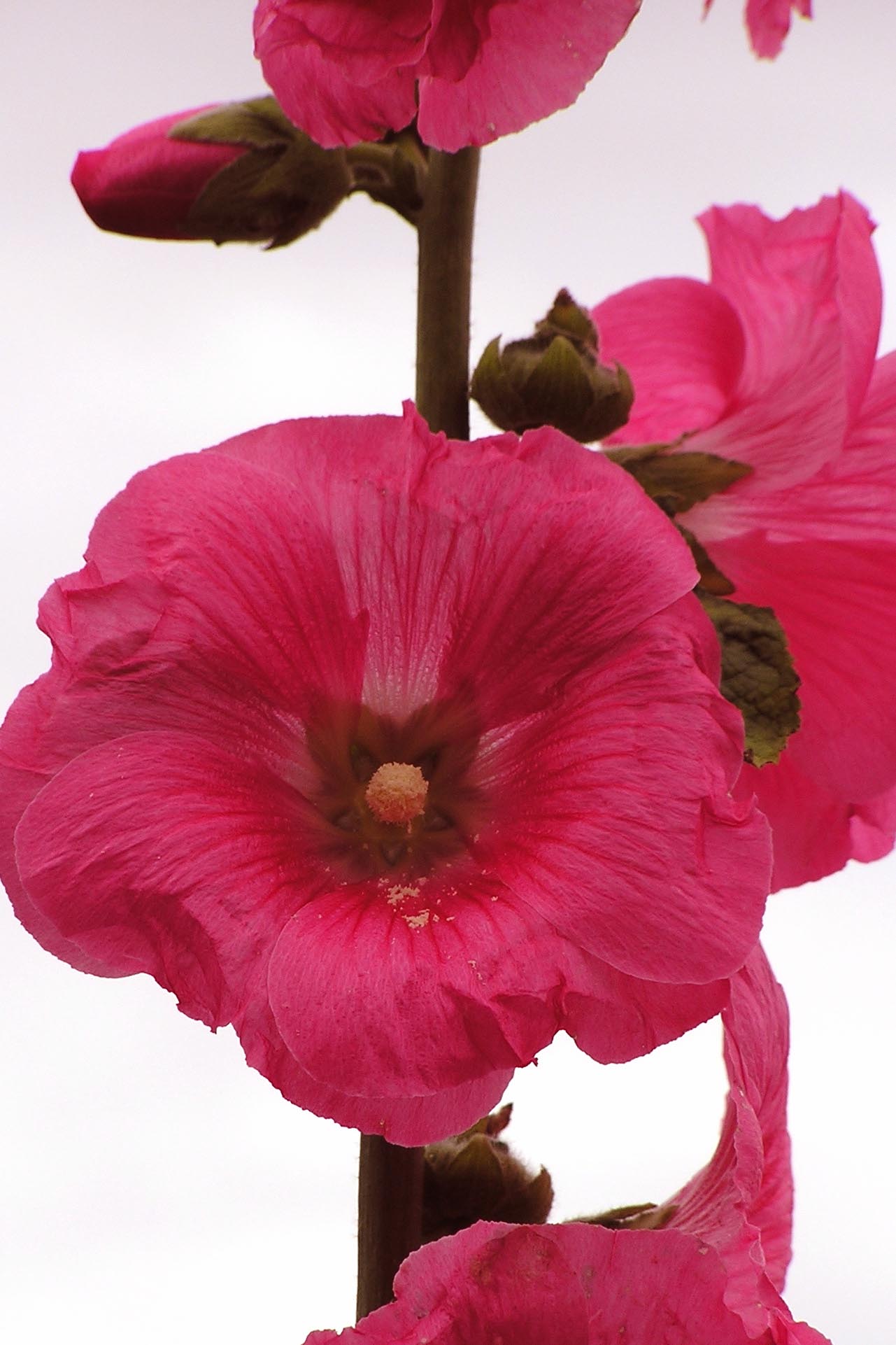 a couple pink flowers on top of each other