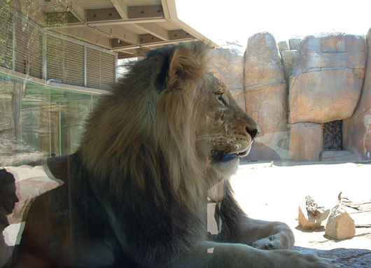 an adult lion sitting on the ground in its enclosure