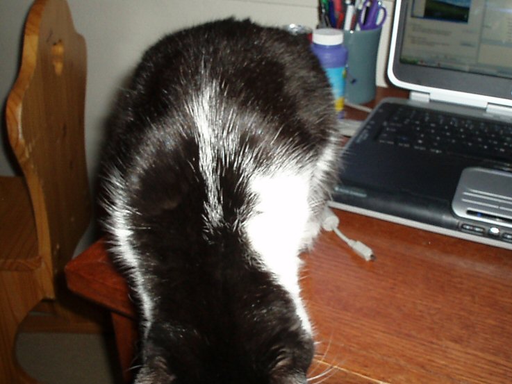 a black and white cat standing next to a laptop