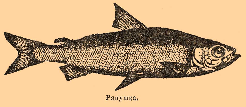 a drawing of a fish with words describing its ability