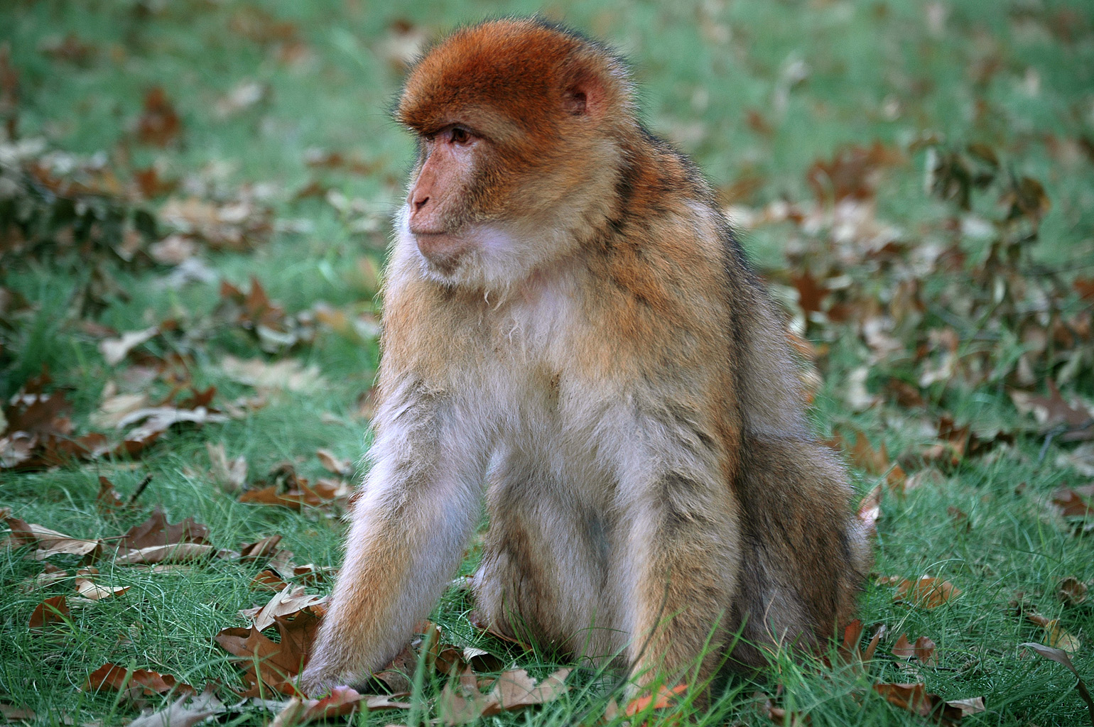 a long - tailed monkey stands on his hind legs in the grass