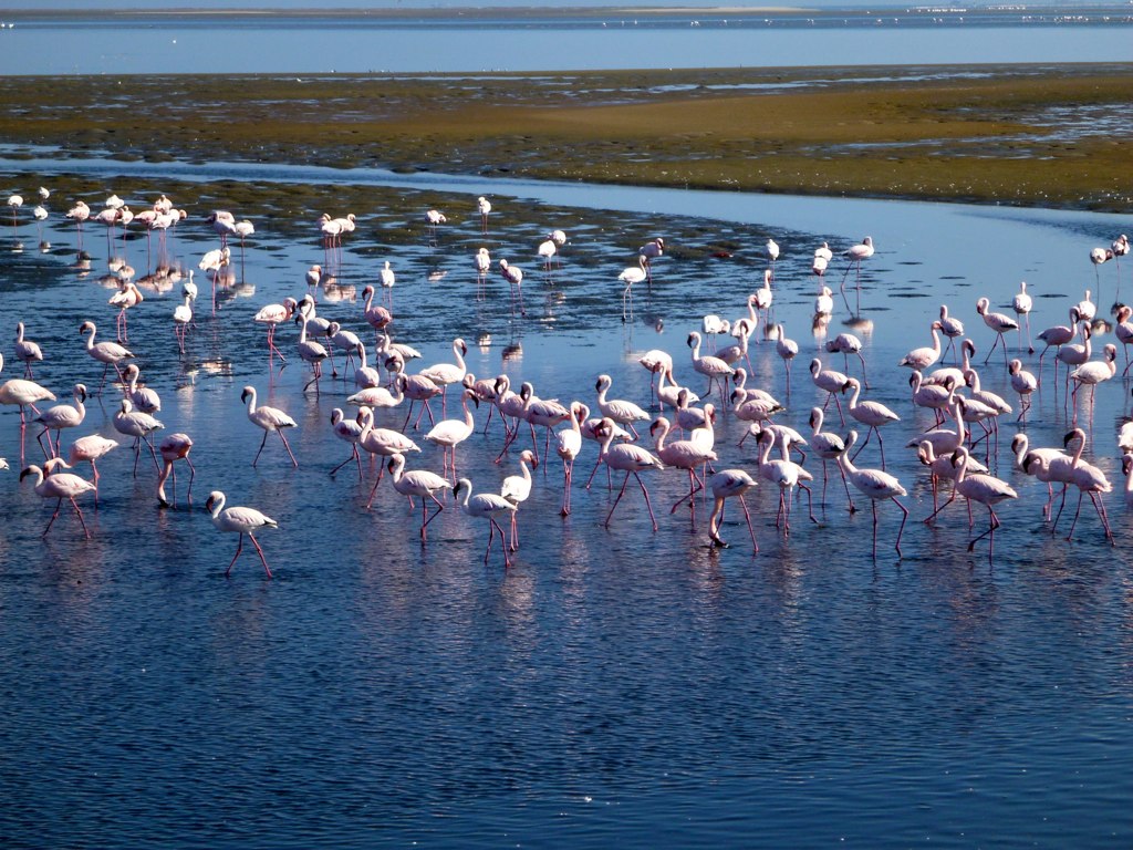 a large flock of birds standing on a body of water