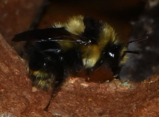 a small yellow and black bee on a brown surface