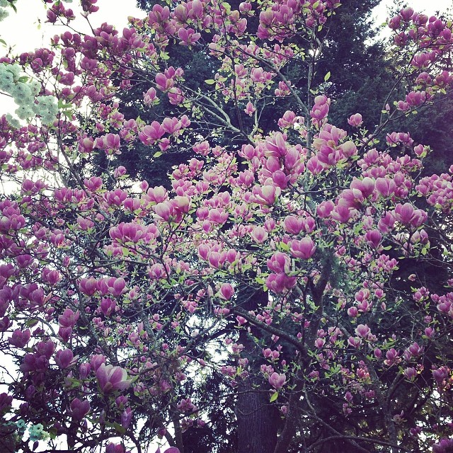 a large purple flowered tree is blooming