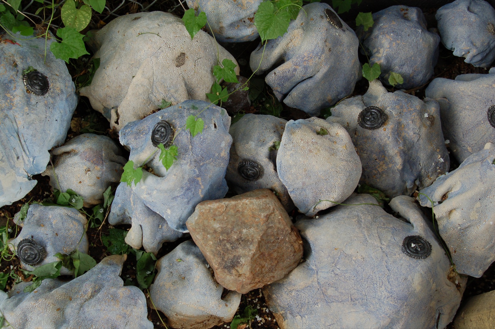 a group of rocks and plants growing around them