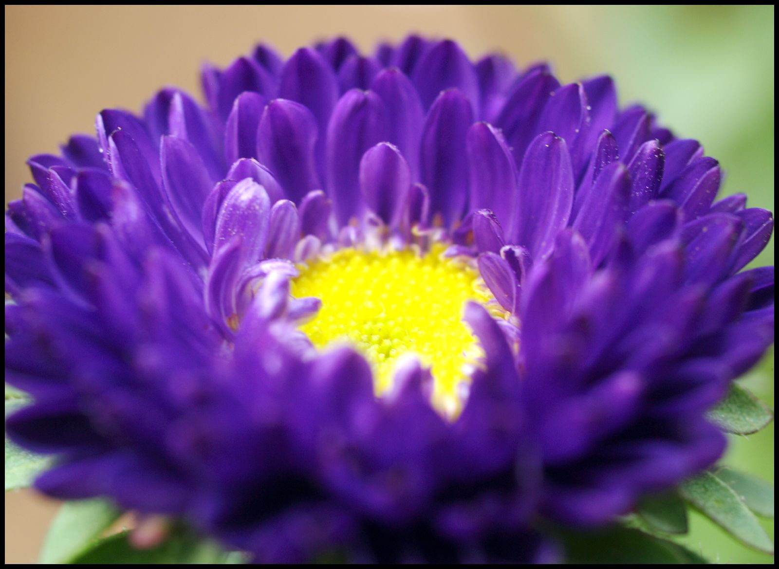 the bright purple flower is a unique thing to be seen in