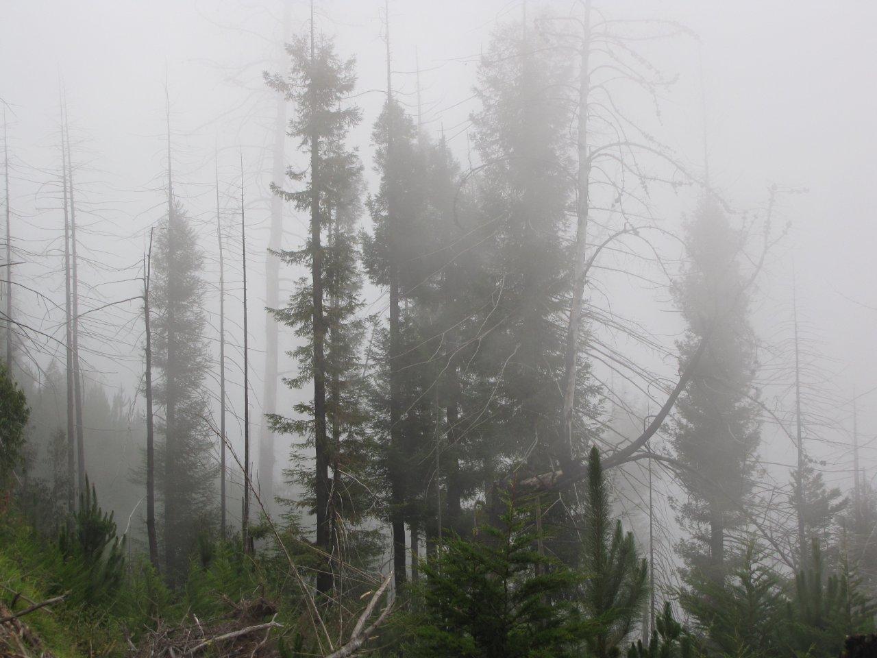 misty scene showing thick fog with single tree