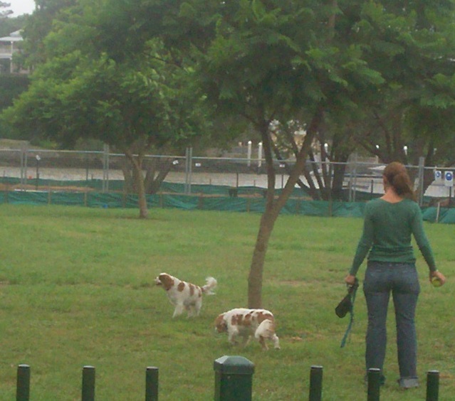 a lady is walking two dogs around in the yard