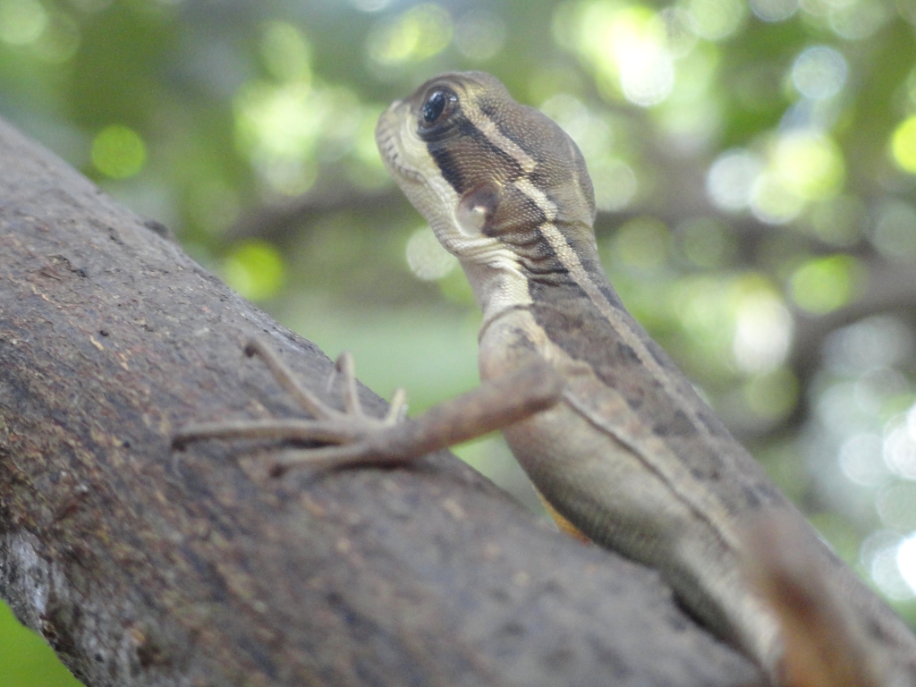 a small lizard sitting on the nch of a tree