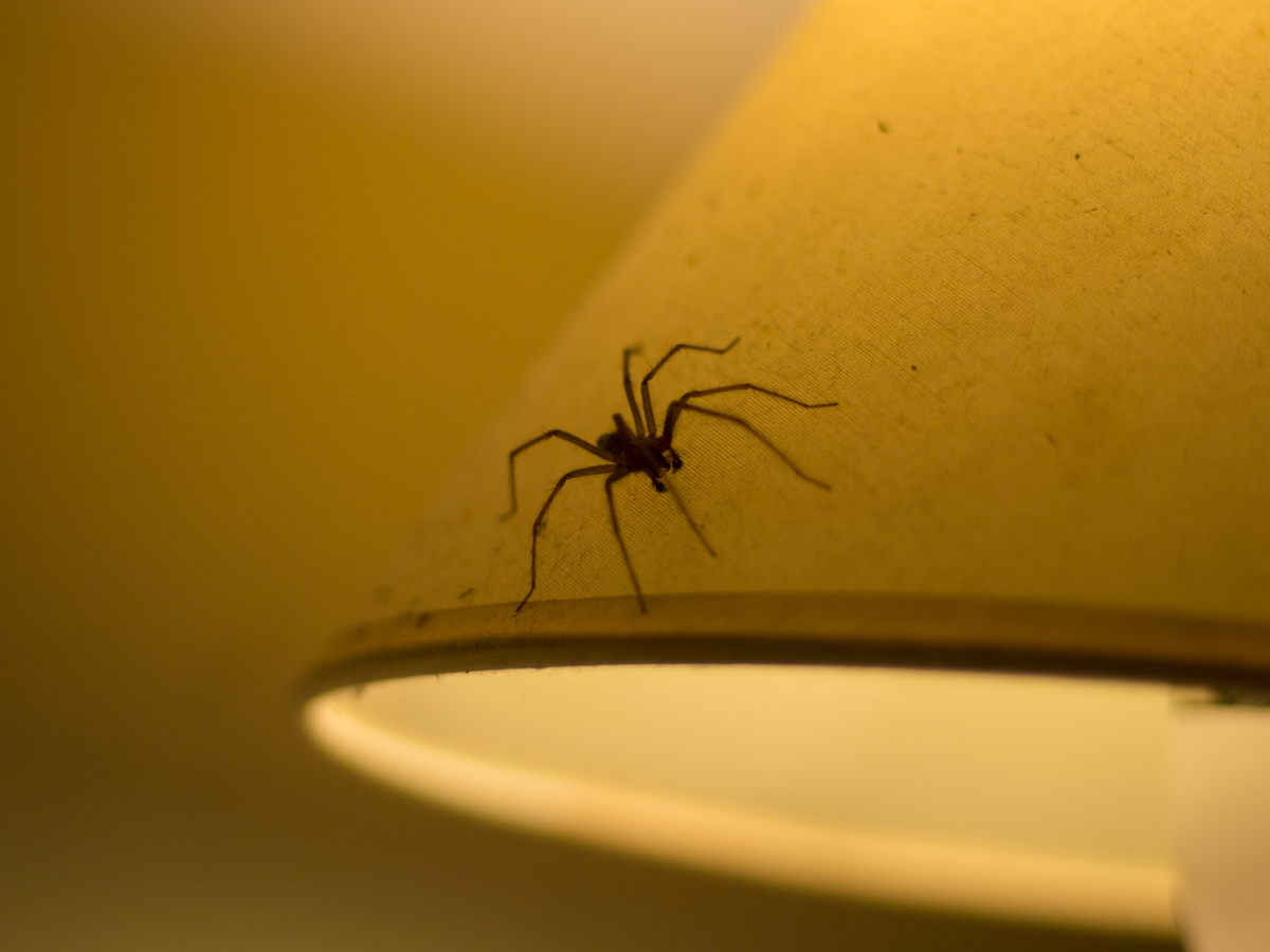 a spider is crawling on a lamp shade