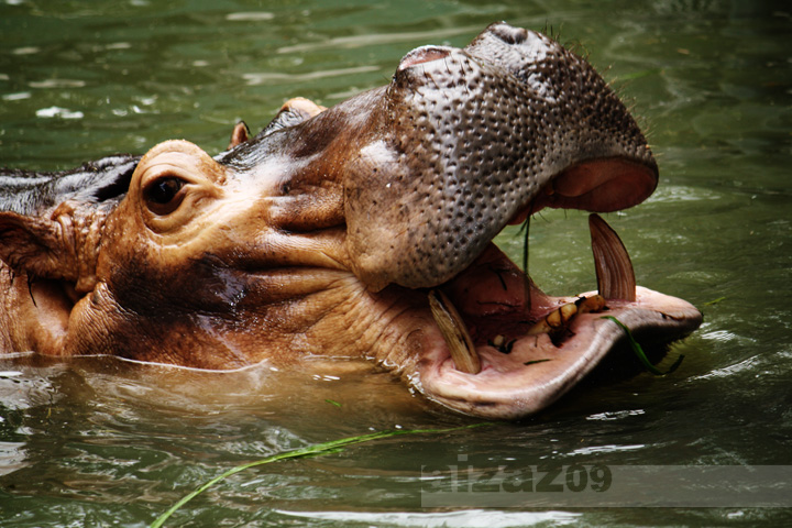 a hippopotamus opens its mouth wide as it swims through the water