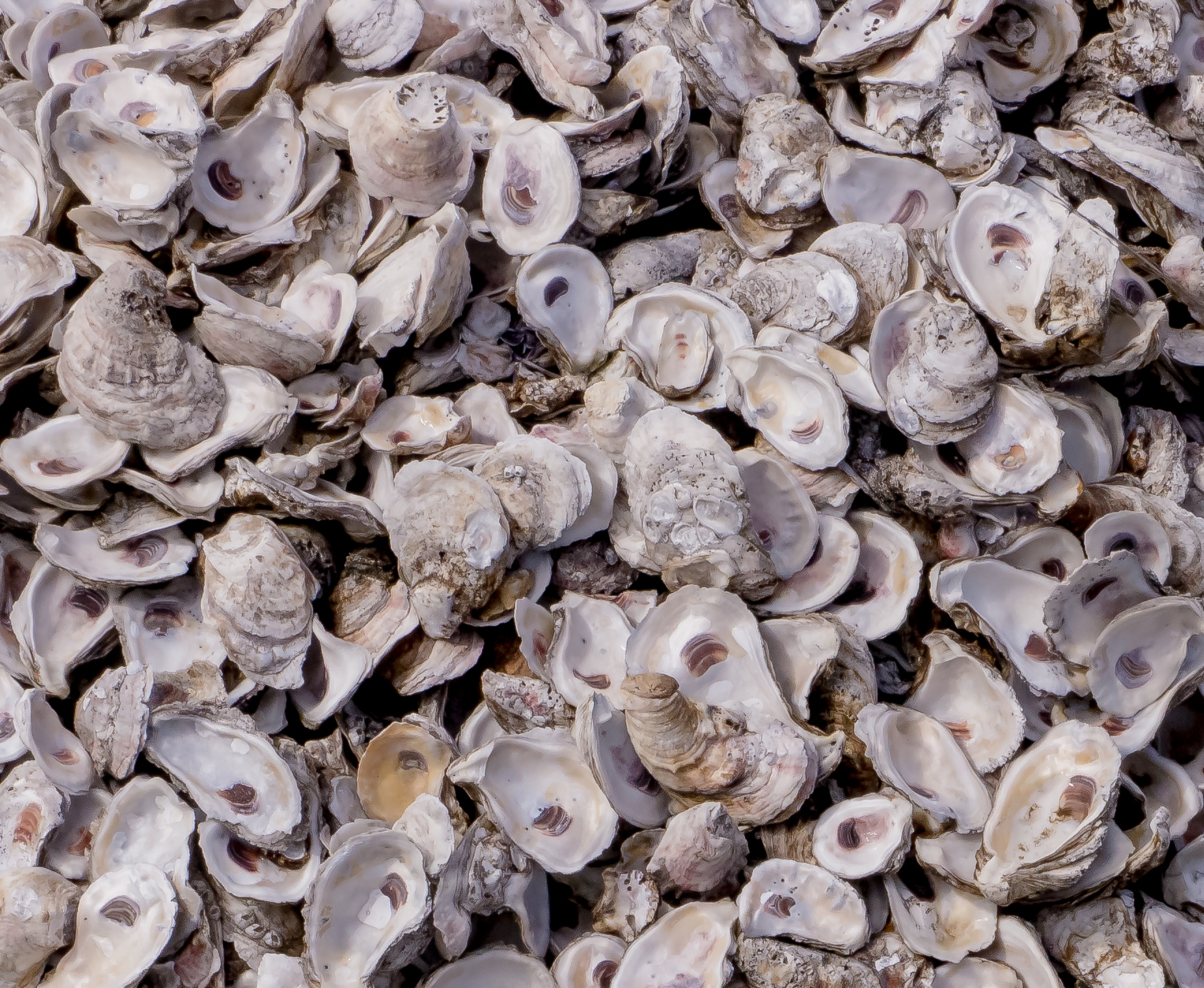 a large group of oysters on a table