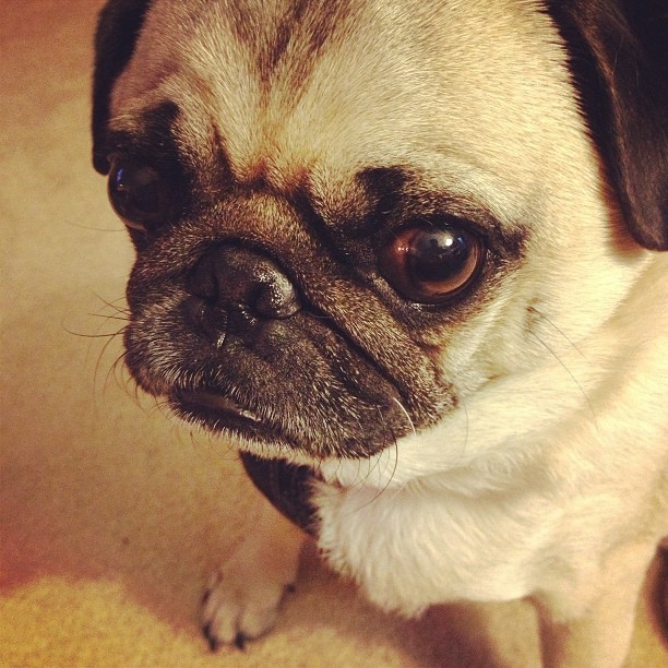 a small dog has big sad eyes
