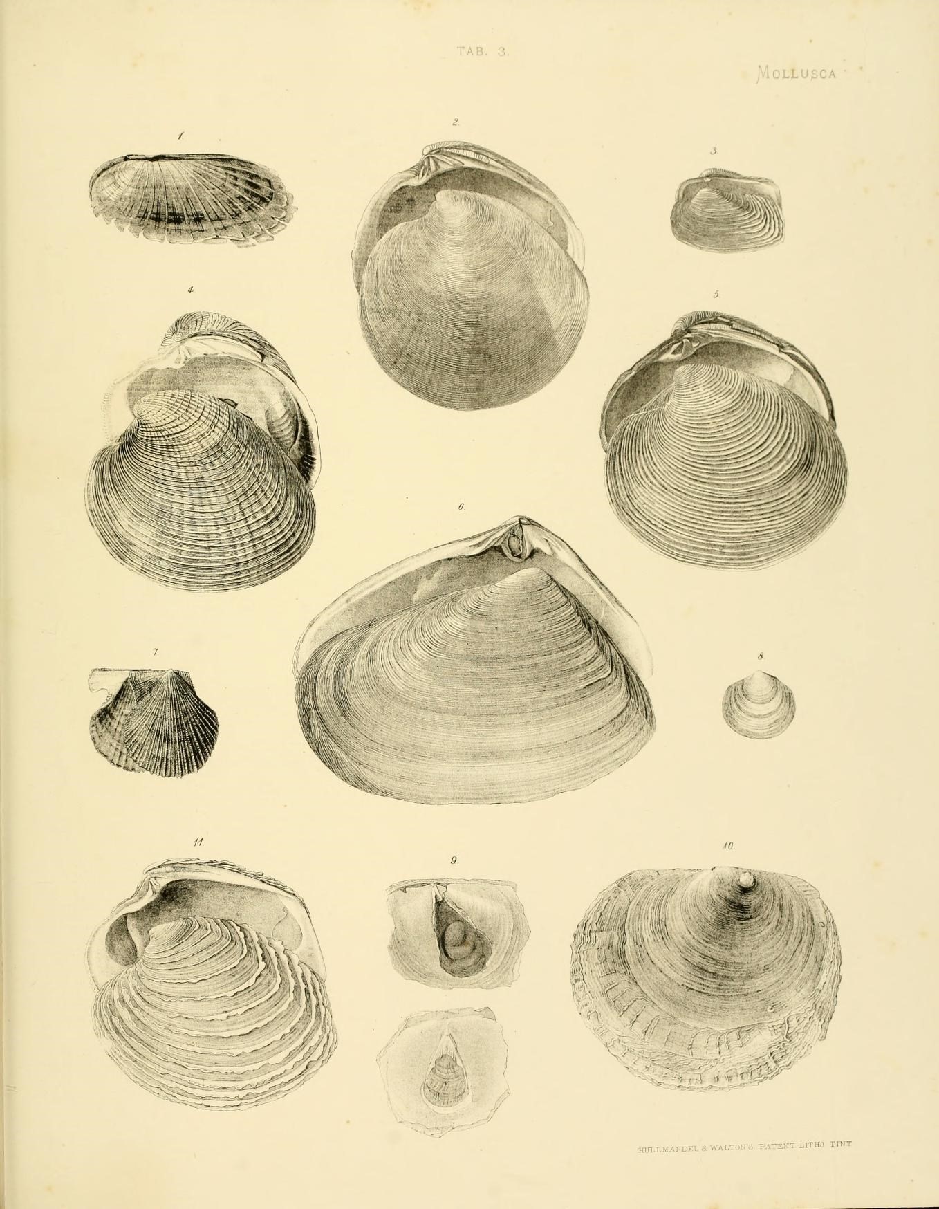 a book with several pictures of different types of shells