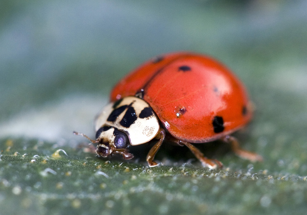 a close up of a ladybug sitting on a leaf