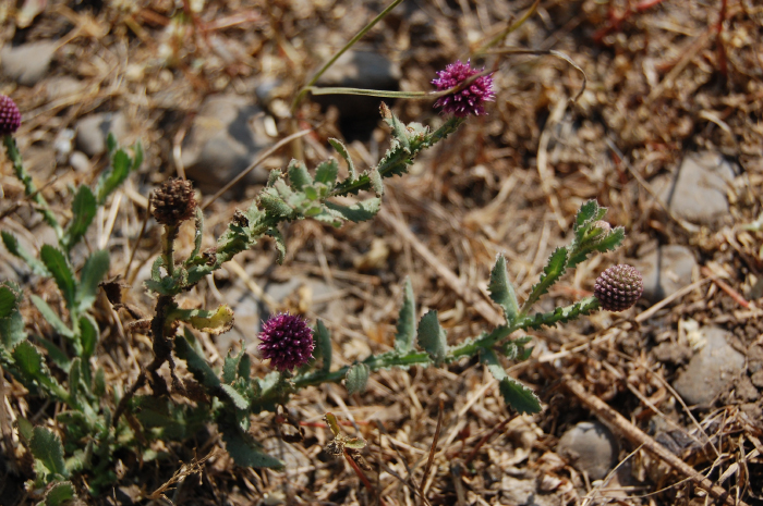 a pink flower grows among dead grass in the forest