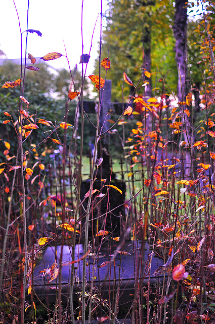 there is a cat sitting between some plants