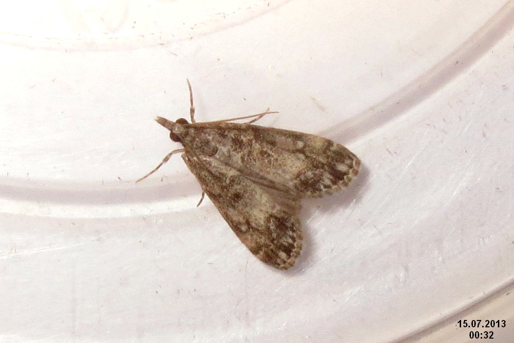 a small moth on a surface with no visible markings
