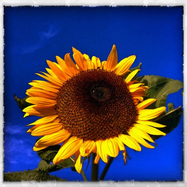 a sunflower stands on a clear day against a deep blue sky