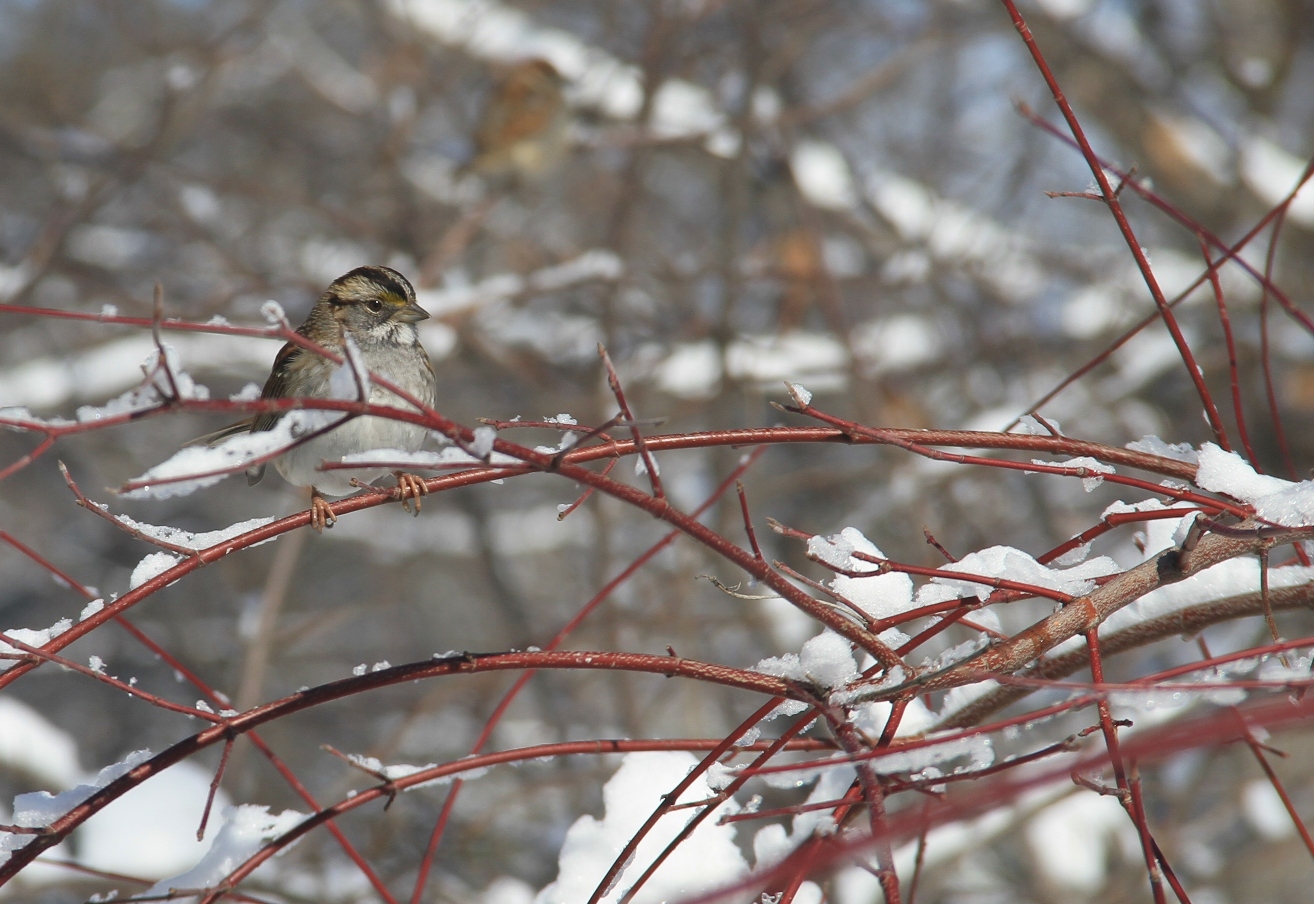 a brown bird on a snowy nch with red berries