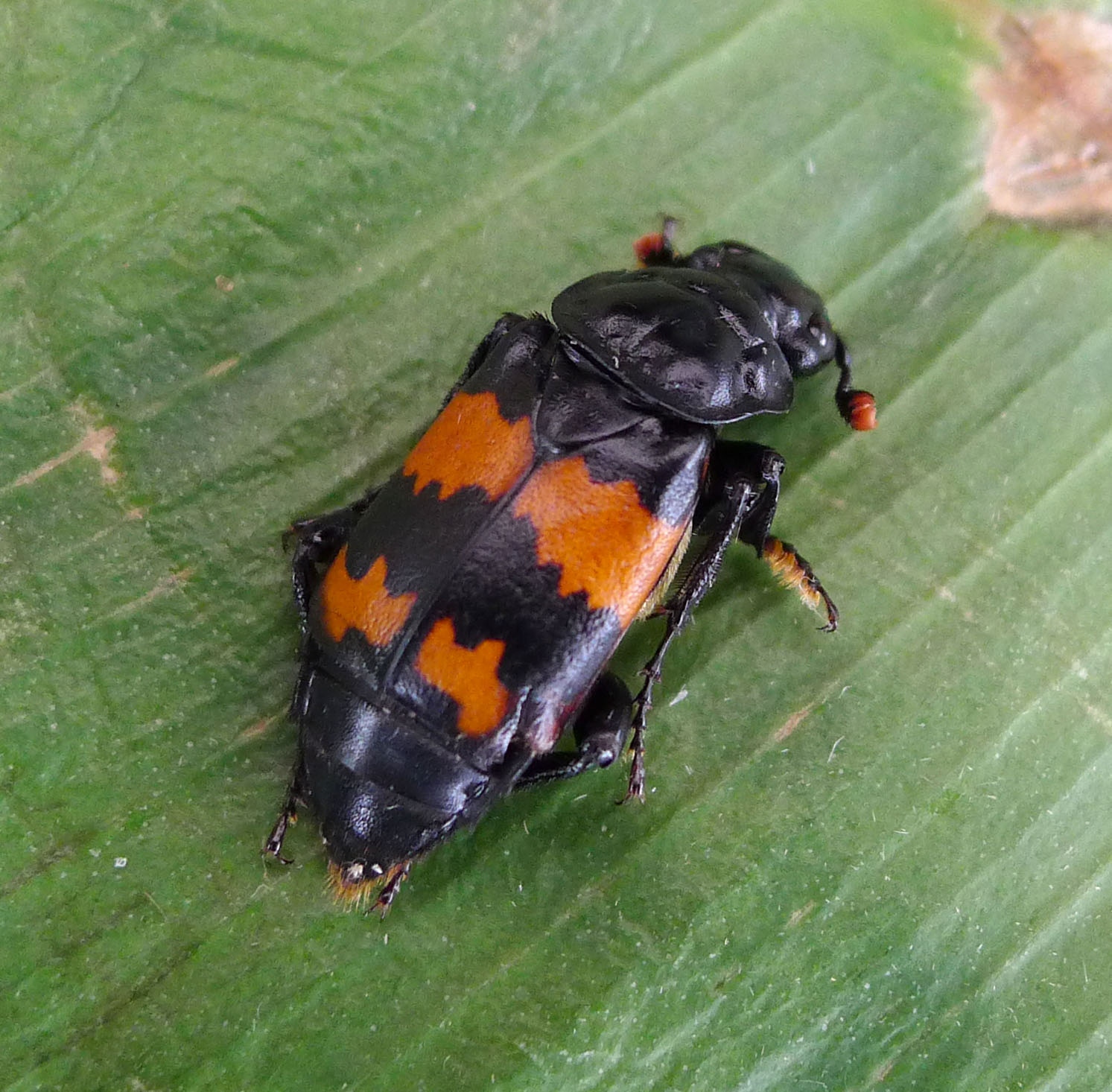 a close up of a beetle sitting on a leaf