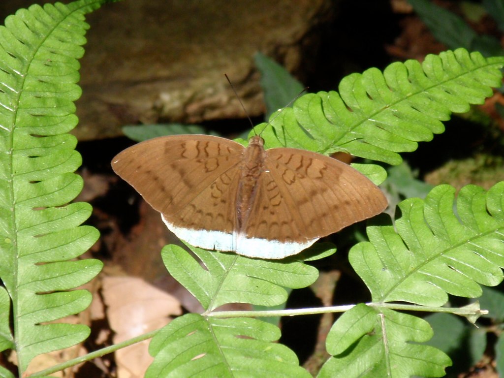a large brown erfly sitting on top of a green leaf