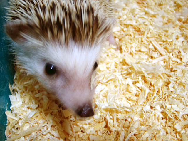 a hedgehog looking down inside his enclosure