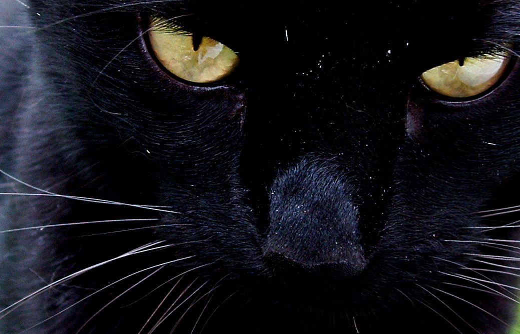 closeup of an adult black cat's yellow eyes