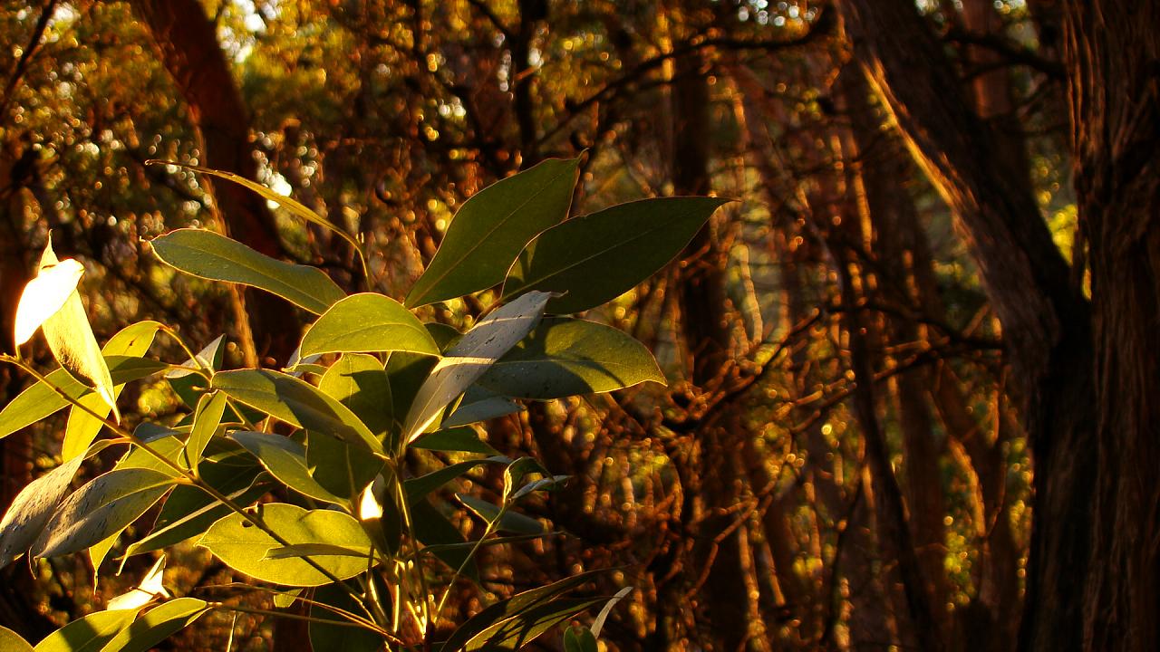 a picture of some very pretty trees in the woods