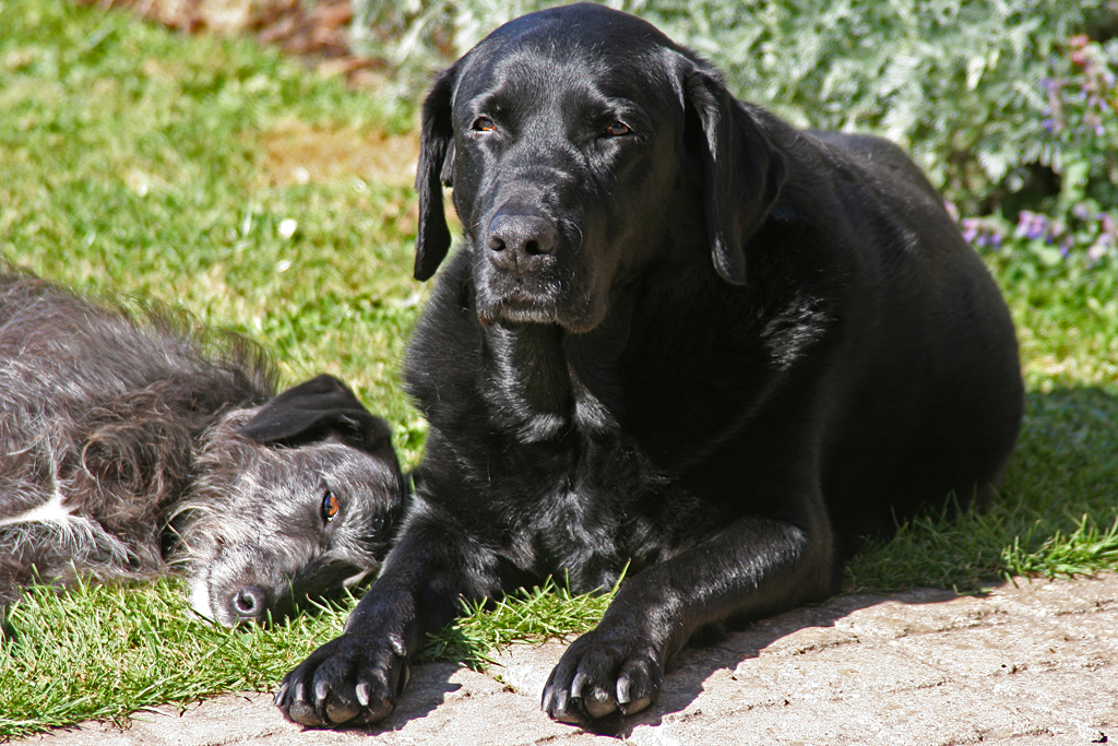 a large black dog laying next to a small gray dog