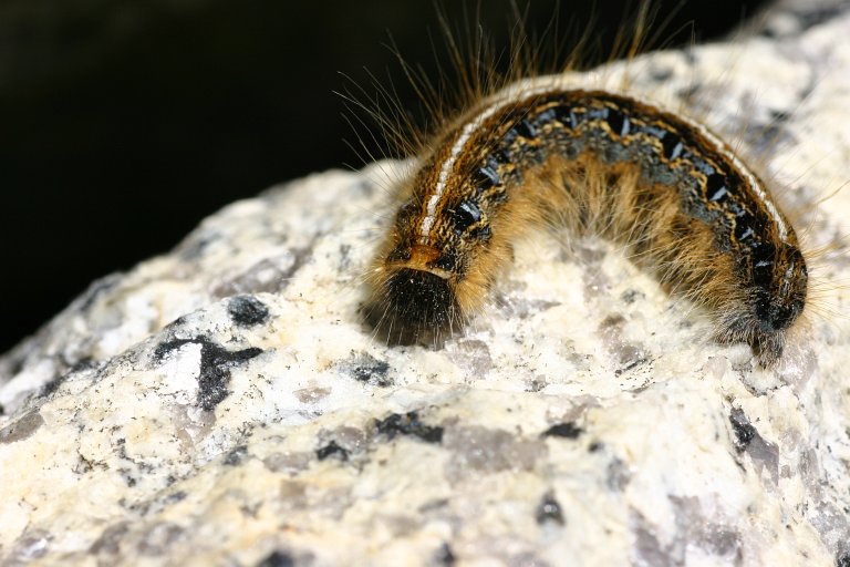 a caterpillar is crawling on top of a rock
