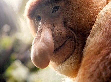 a monkey looking at the camera, his long nose looks like he's thinking