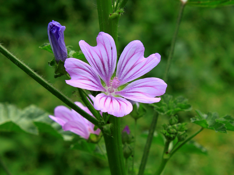 pink flowers are shown in bloom in a field