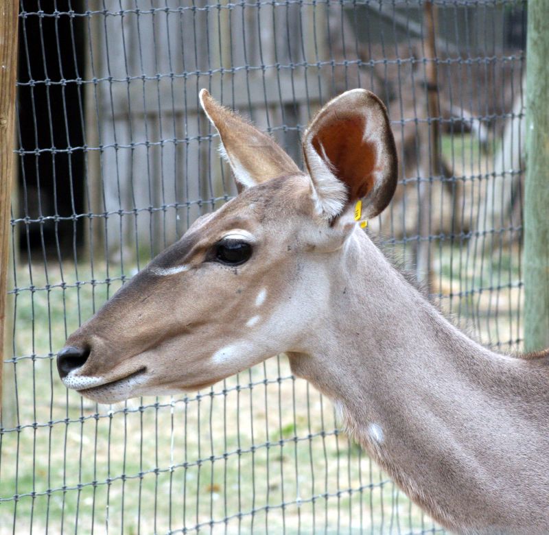 an adult giraffe looks around the fence of its enclosure