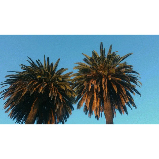 two palm trees standing in front of a blue sky