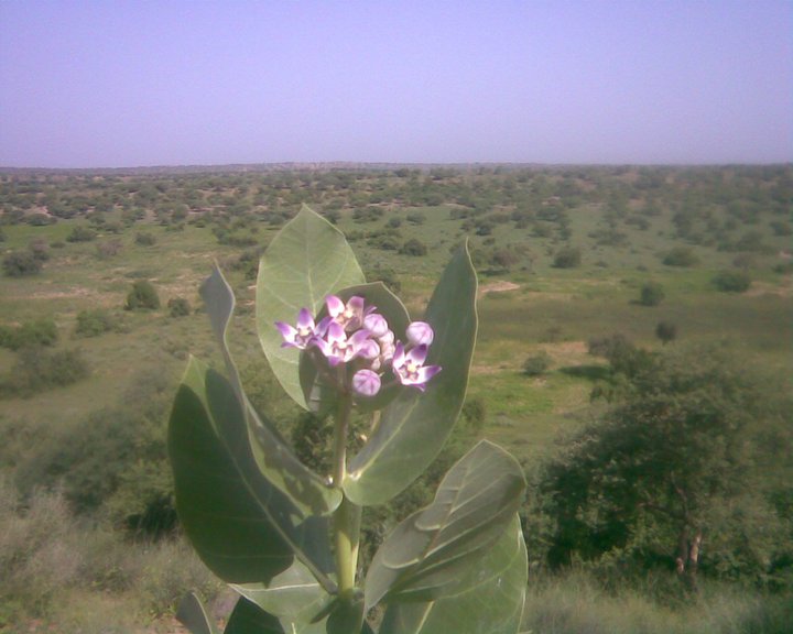 a plant with flowers is shown in the foreground