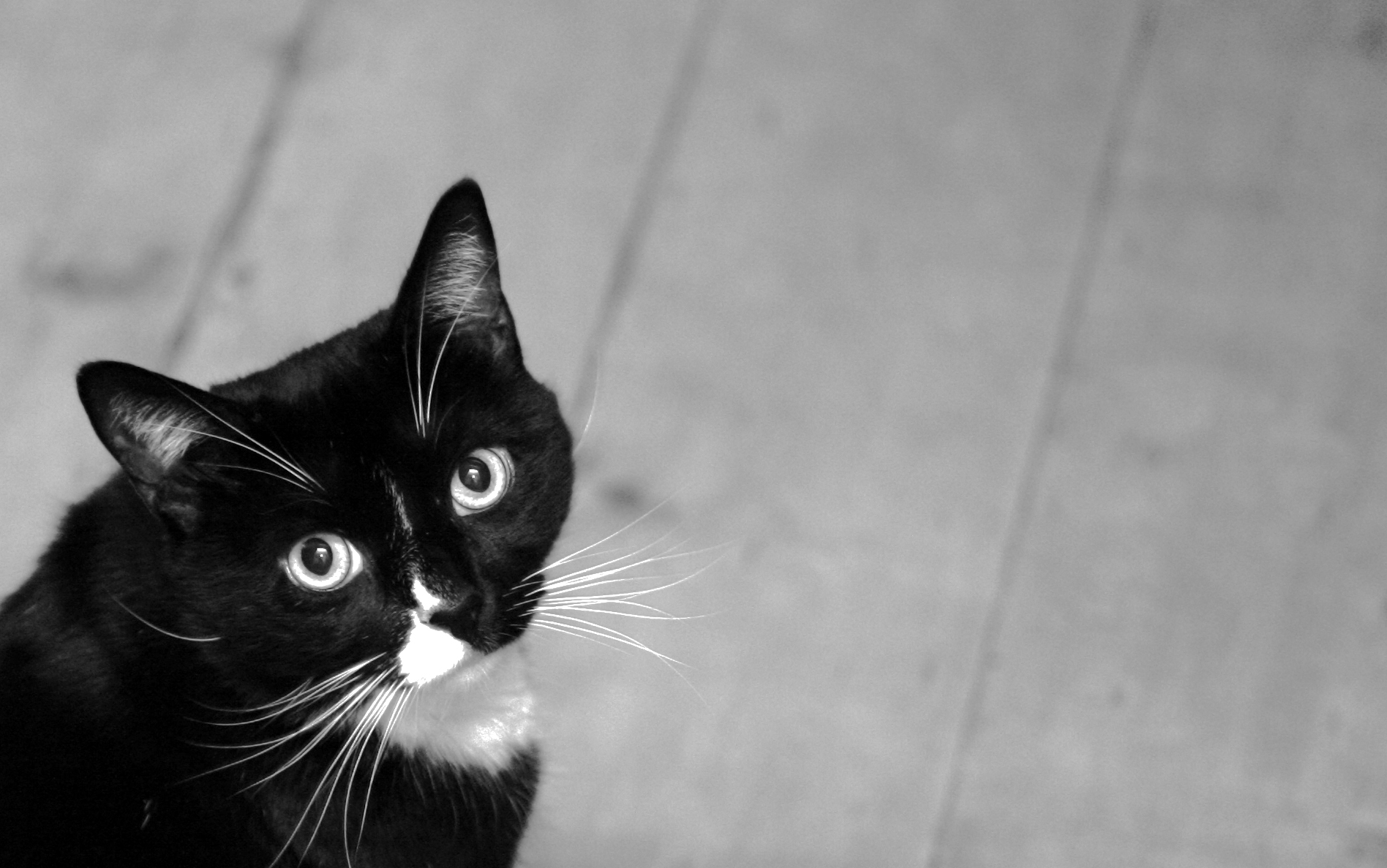 a black cat with big eyes looks to the right