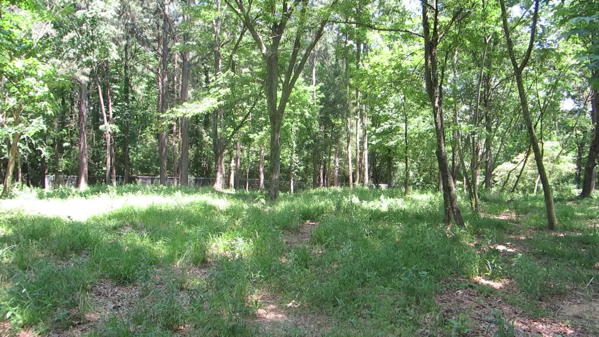 a wooded area is seen in this image