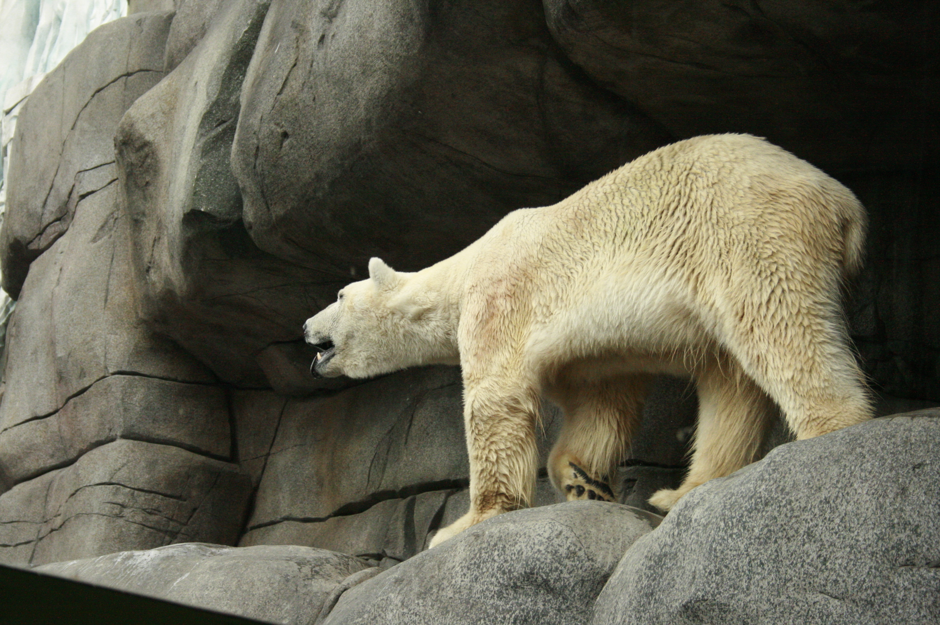 a polar bear walking across a rocky landscape