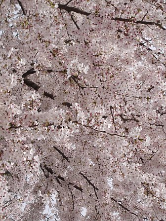 view from under a tree with several flowers on it