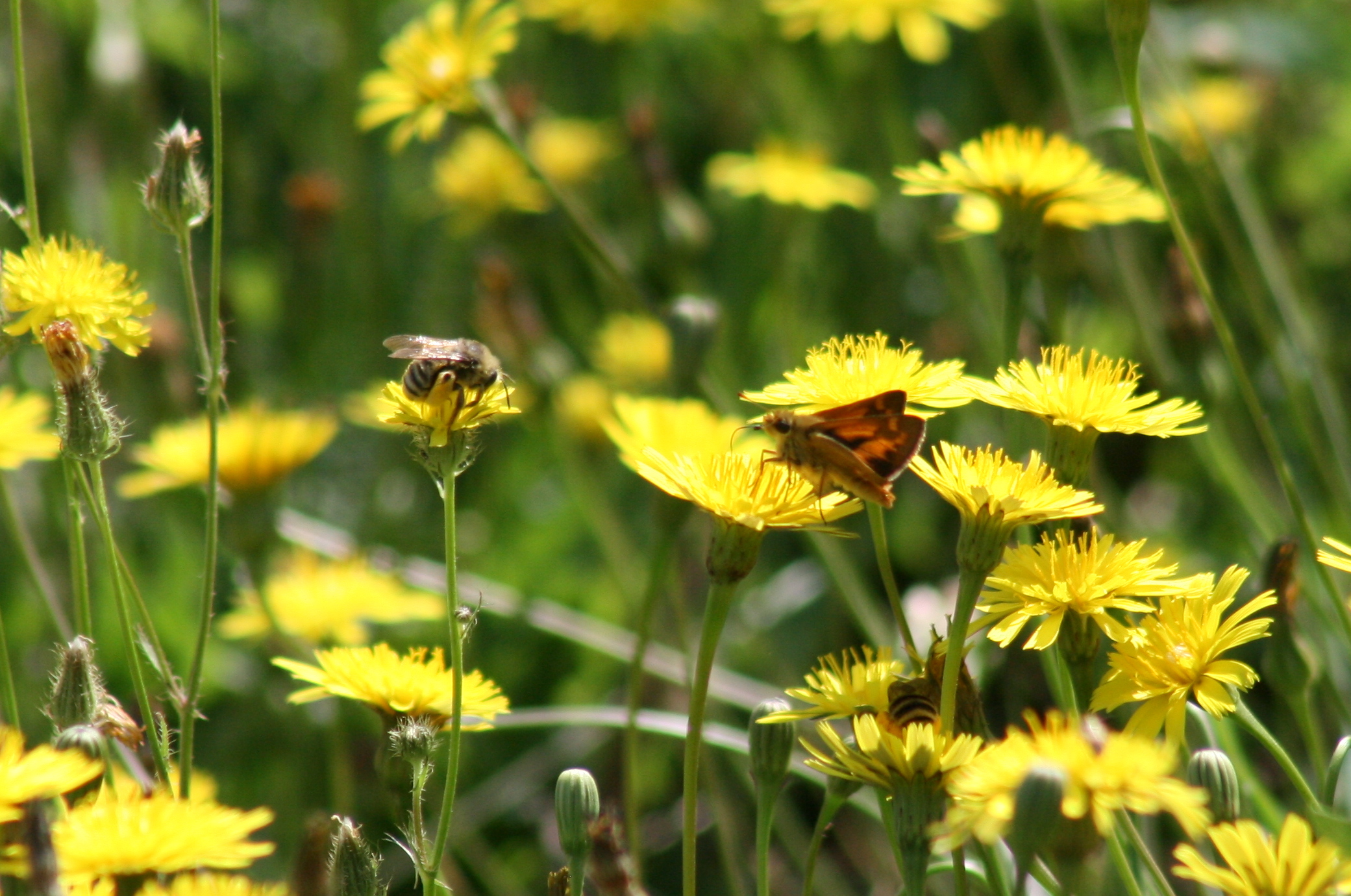 the sun is shining on a field with yellow flowers