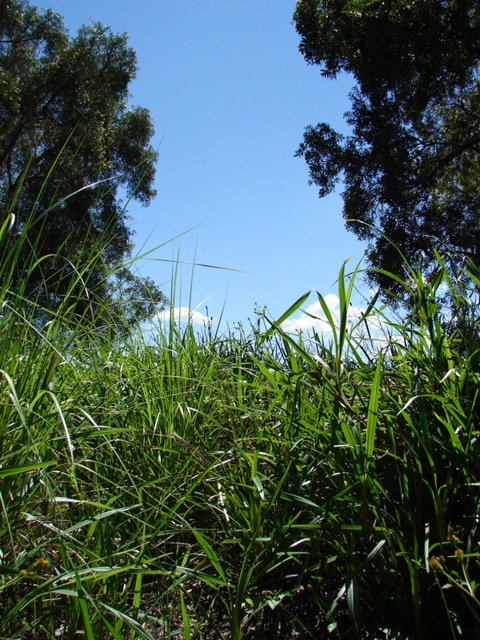 a field is full of tall green grass