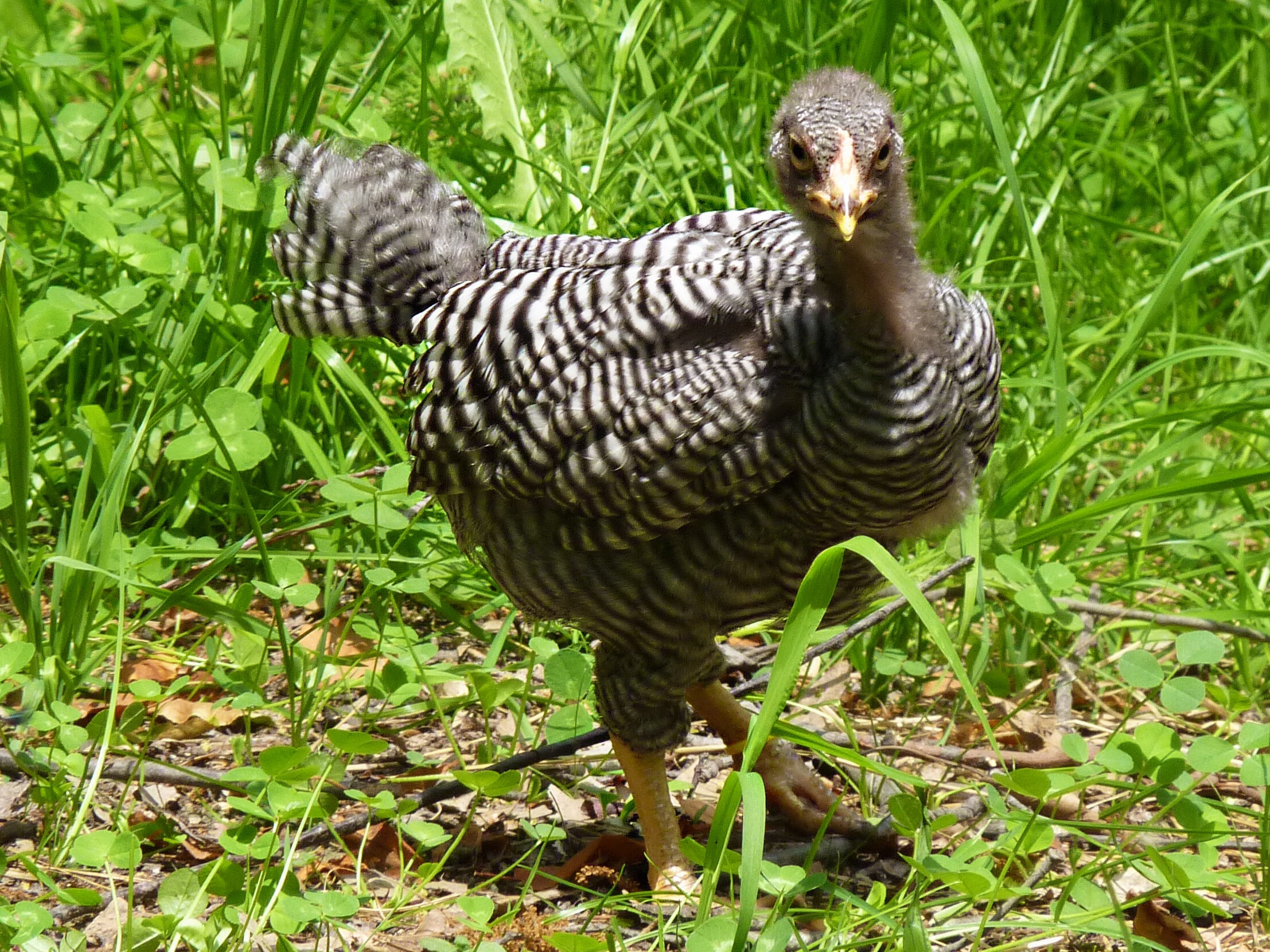 a gray bird standing in the grass