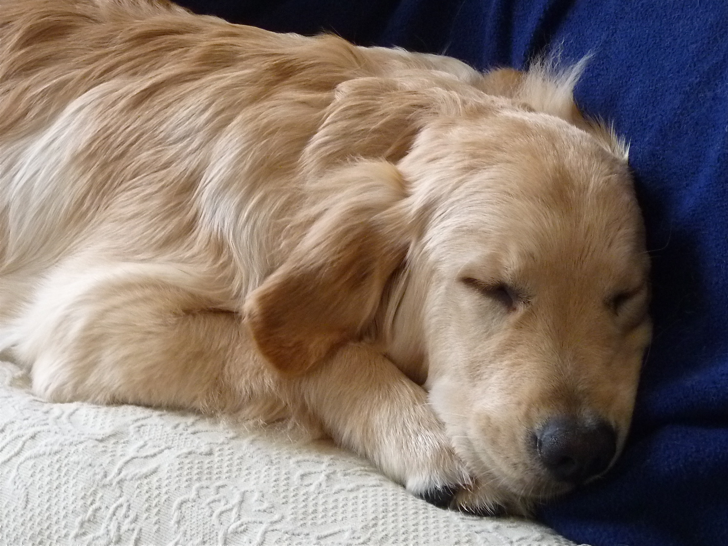 the golden retriever is sleeping on the pillow