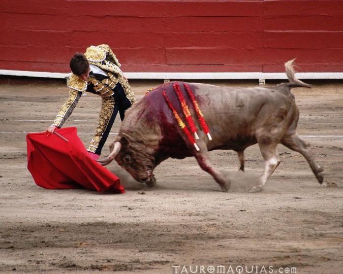 a man in costume holds onto the red cloth as he touches a bull