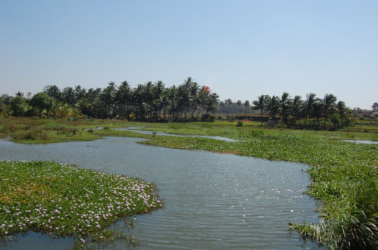 a wide body of water with some plants in the middle