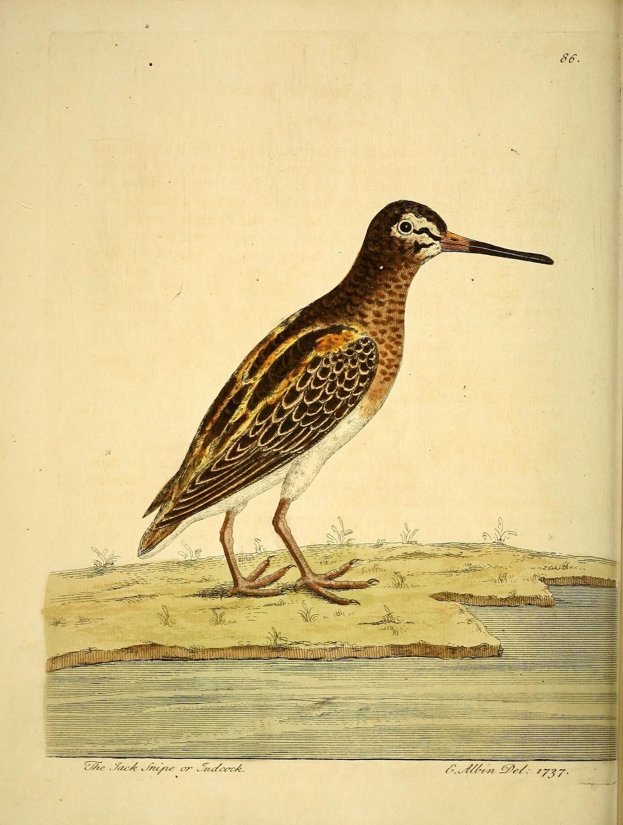 a bird standing on the ground near a body of water