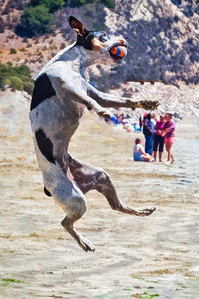 dog jumping in the air to catch a ball with it's paws